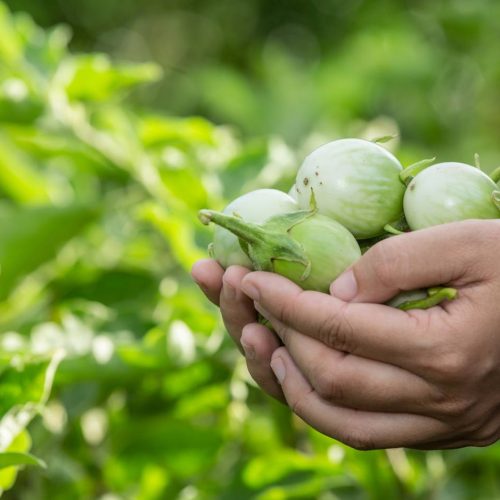 گوشت قرمز خوب است یا خیر؟